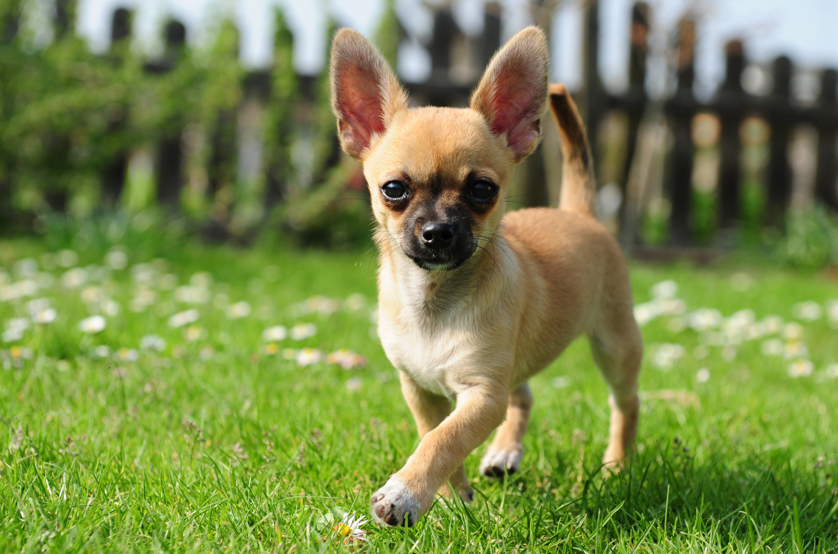 Un des plus petits chihuahua se balade dans le jardin