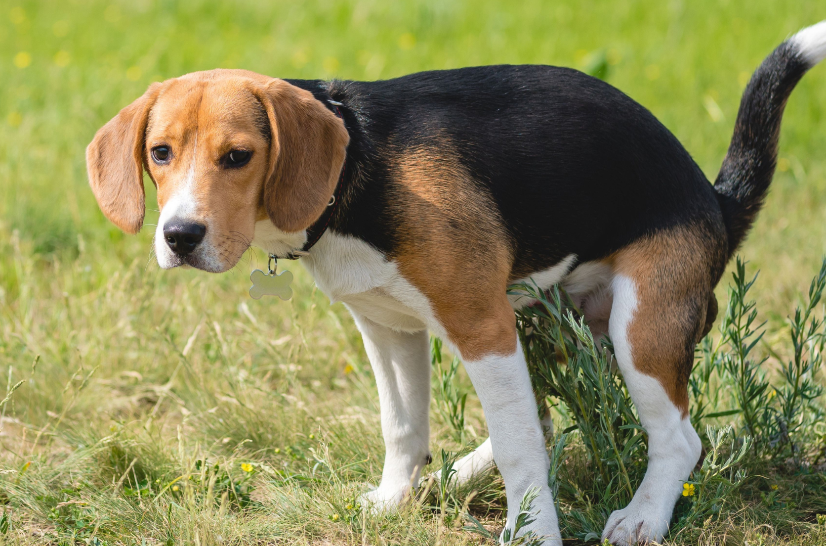 Un chien constipé fait ses besoins