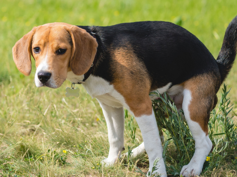 Un chien constipé fait ses besoins