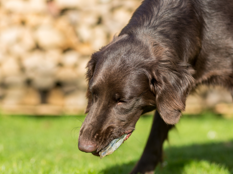 Un chien qui vomit du sang