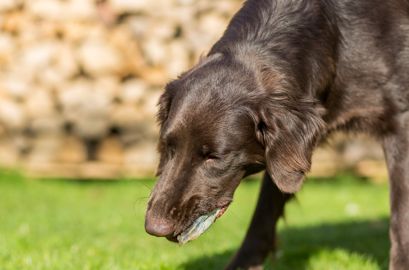 Un chien qui vomit du sang