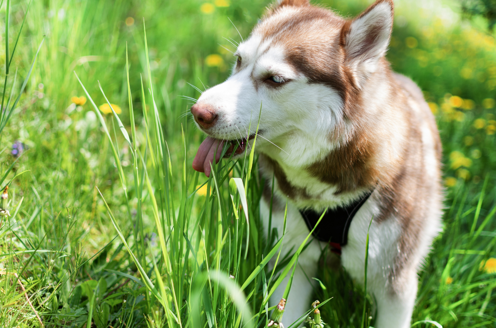 Un Husky marron mange de l'herbe