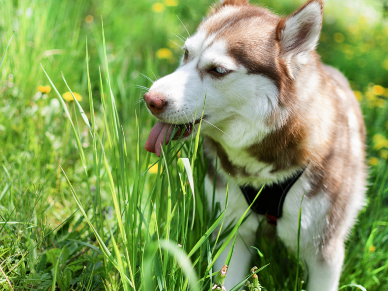 Un Husky marron mange de l'herbe