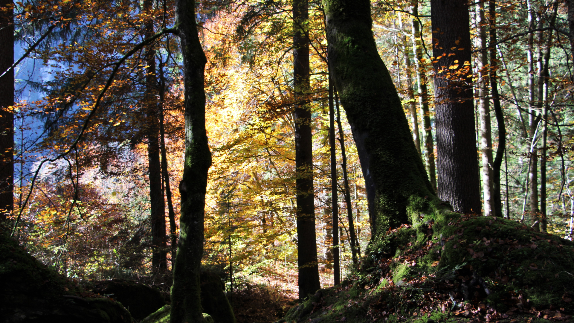 Une balade en forêt à Hoge Vijvers