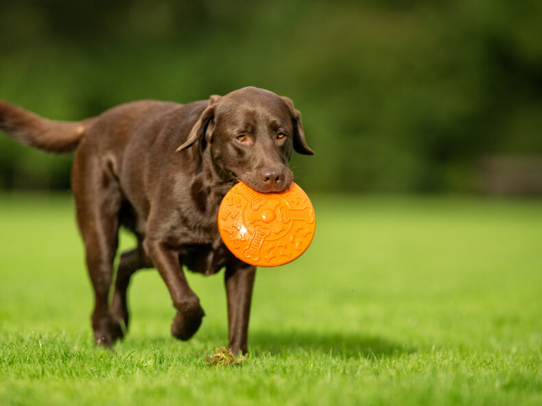 Un labrador avec un frisby dans la gueule joue dans un parc