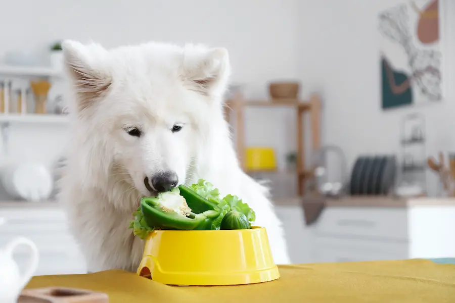 Un chien blanc, probablement un Samoyède, reniflant un bol jaune rempli de légumes verts, dont un poivron et des feuilles de laitue, et un concombre dans une cuisine lumineuse et moderne