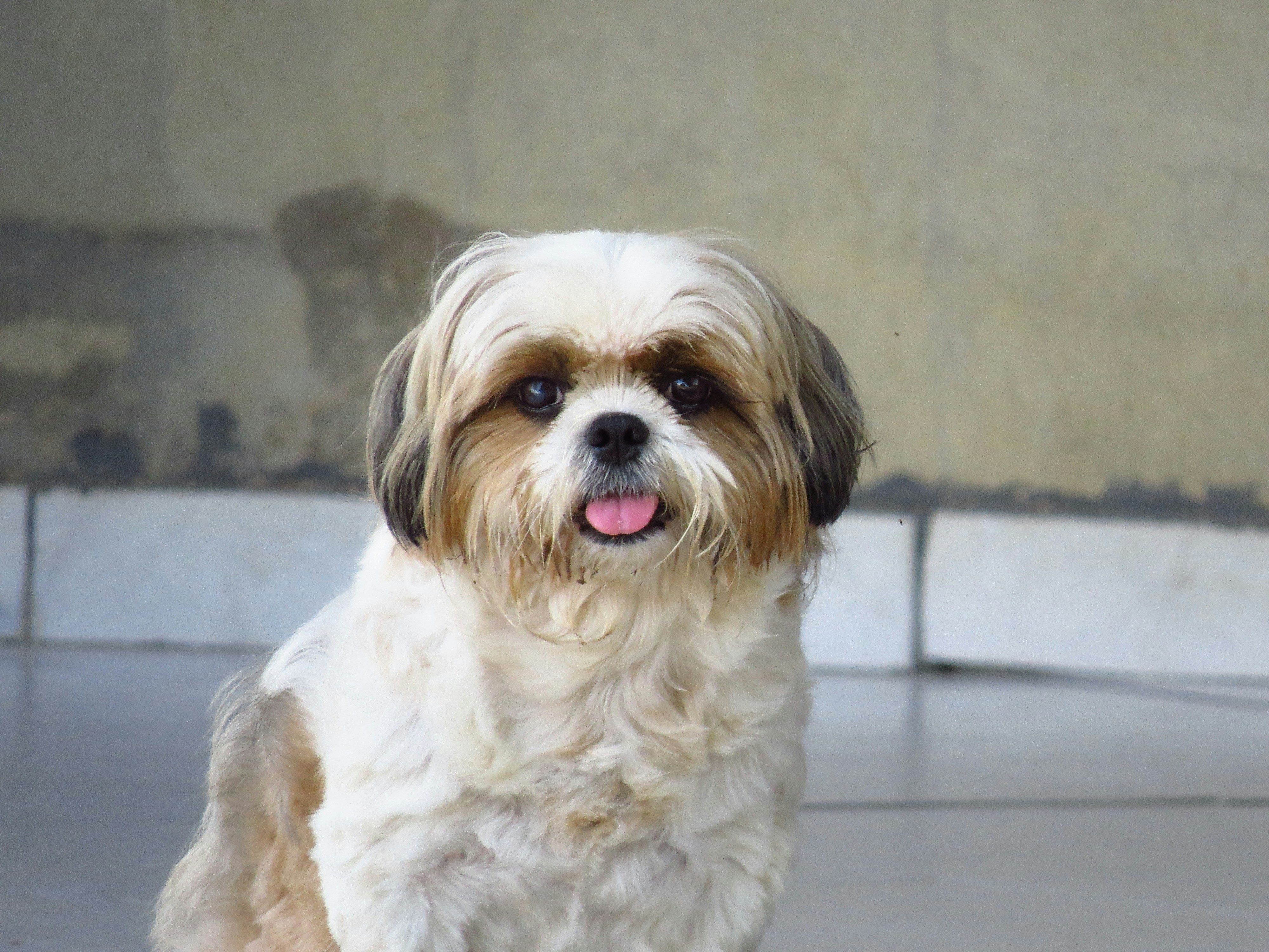 chien shih tzu dans une maison