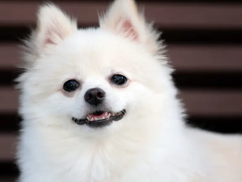 Petit chien blanc de race Spitz, avec un pelage duveteux et un sourire charmant, posé devant un arrière-plan brun