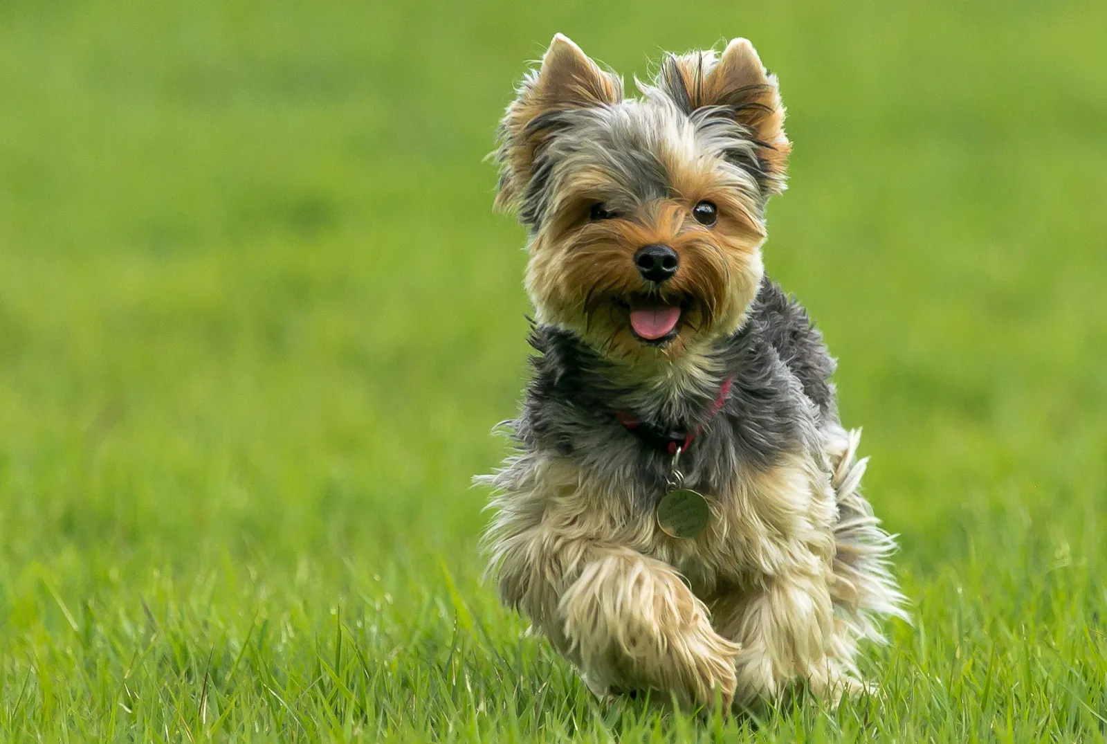 Yorkshire terrier dans un jardin