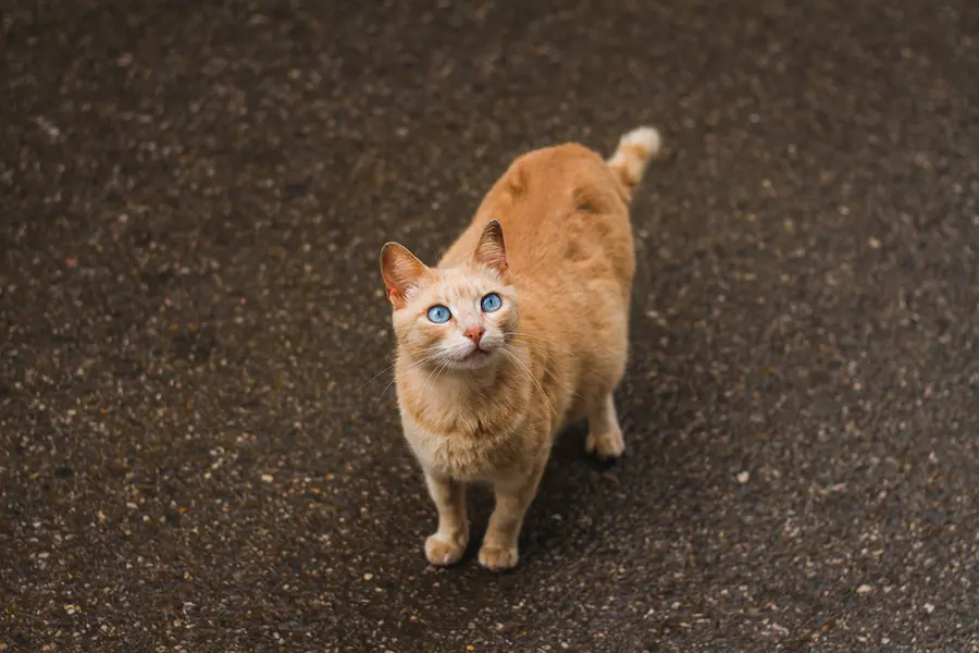 Chat roux aux yeux bleus debout sur une surface en asphalte, regardant vers le haut