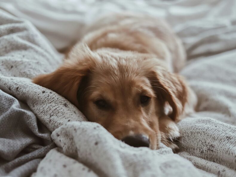 Chien atteint de cancer allongé sur un lit dans une maison