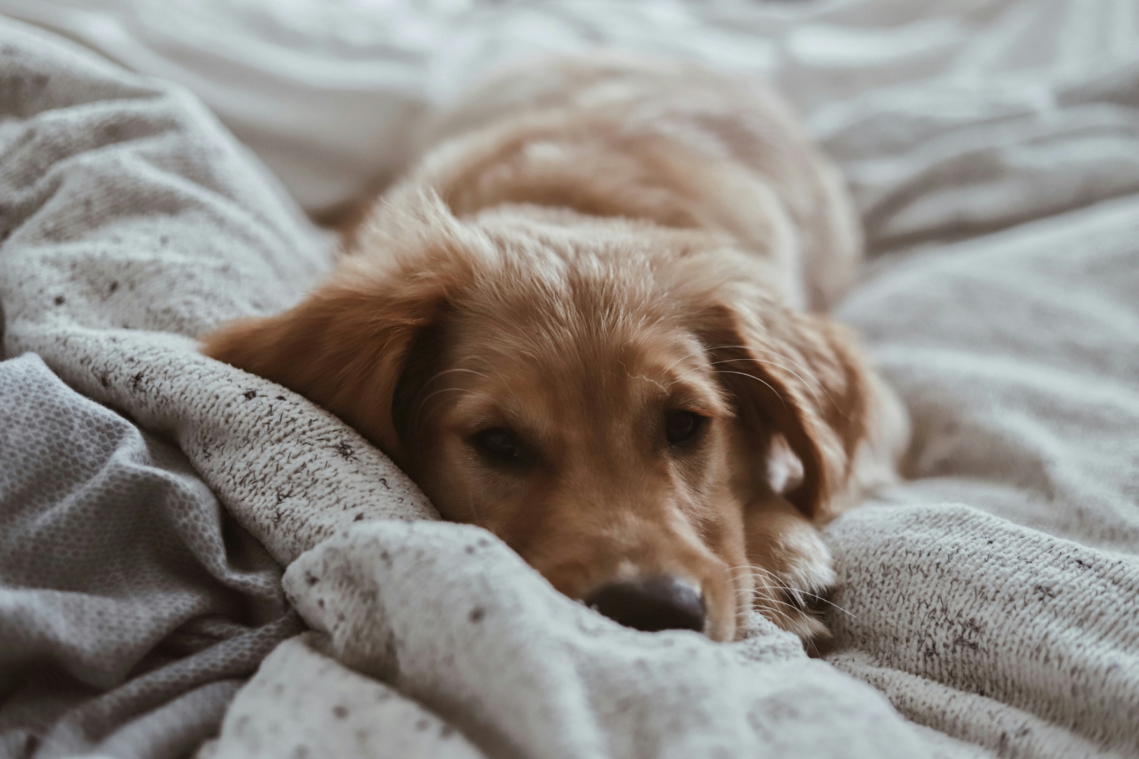 Chien atteint de cancer allongé sur un lit dans une maison