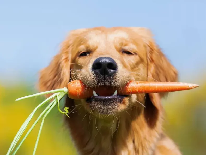 Un chien golden retriever tient une carotte fraîche dans sa gueule, avec un arrière-plan flou de ciel bleu et de verdure