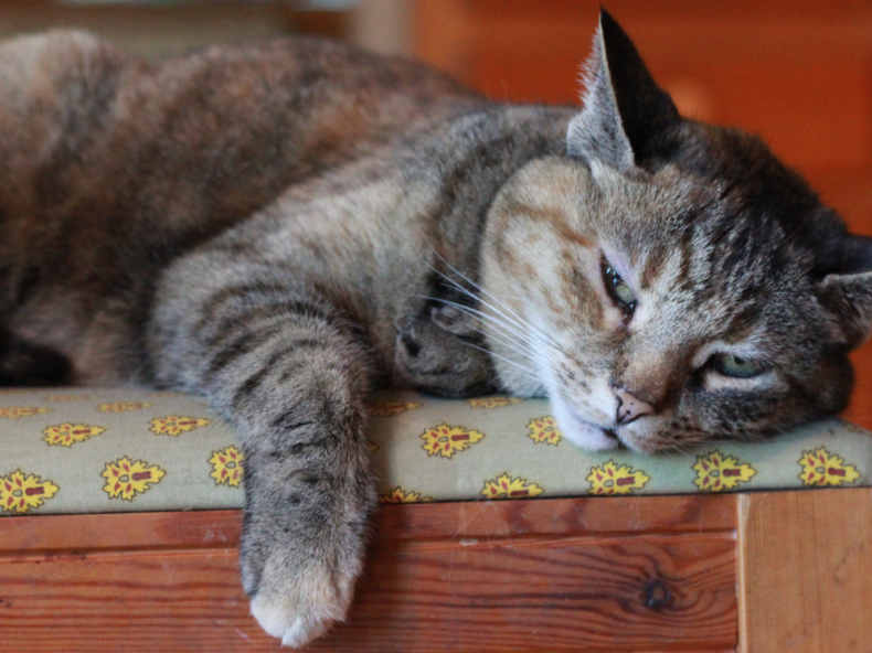 Chat couché qui s'ennui