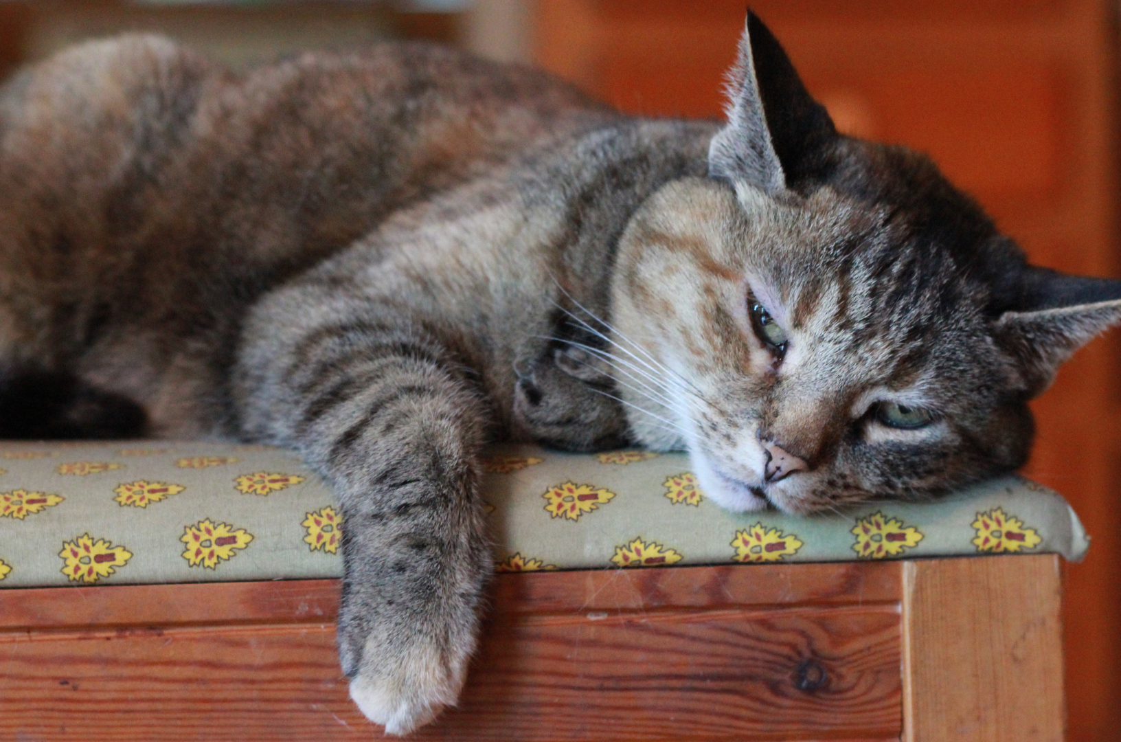 Chat couché qui s'ennui