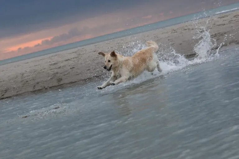 Un chien s'amuse dans l'eau sur la plage de Bredène