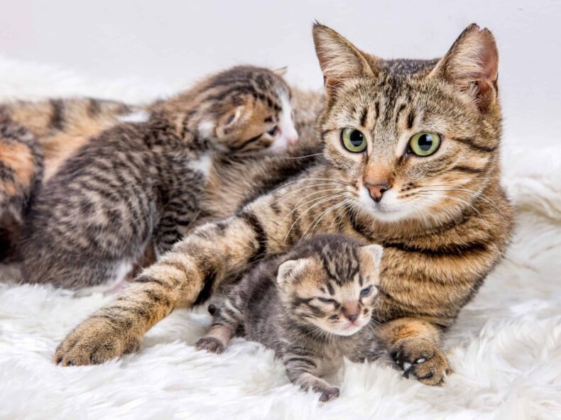 Une chatte nourrit ses chatons après avoir donné naissance