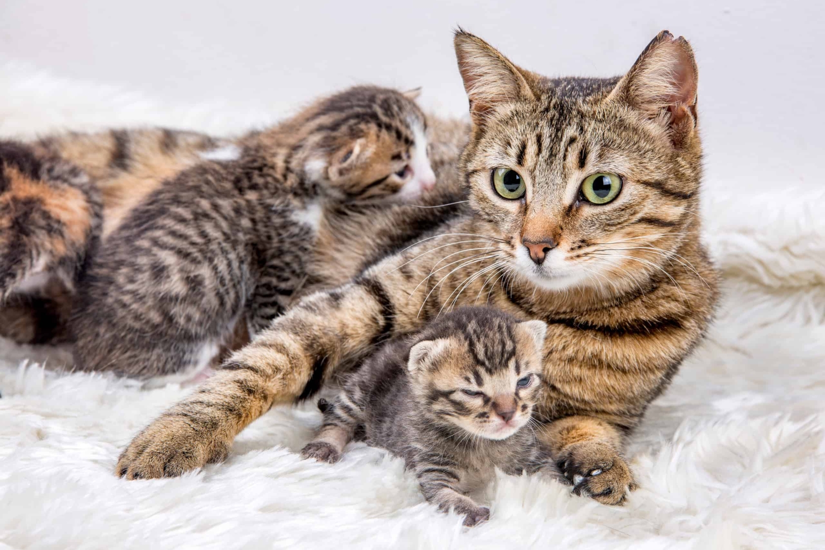 Une chatte nourrit ses chatons après avoir donné naissance