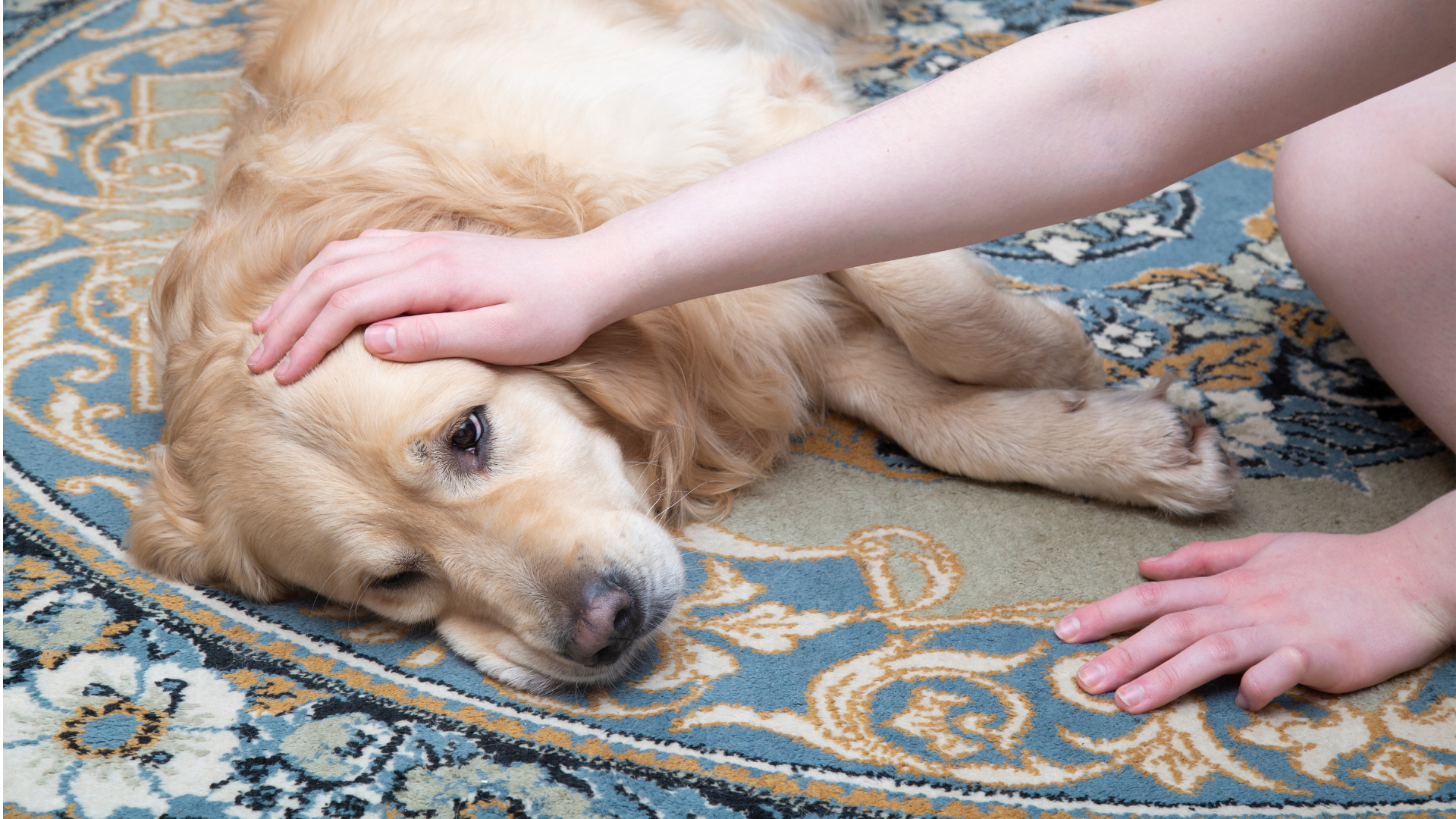 chien malade couché