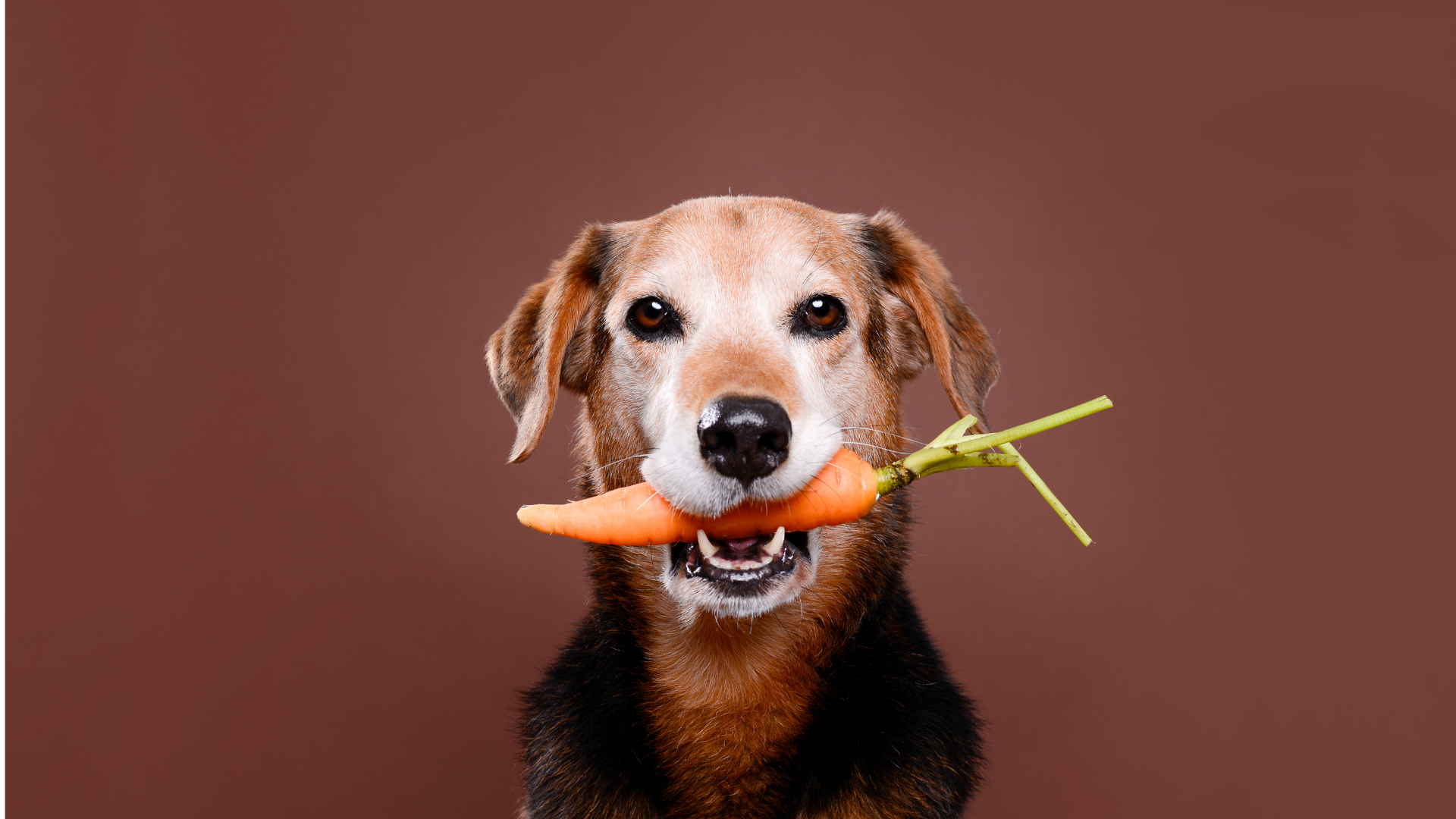 Chien avec une carotte dans la gueule