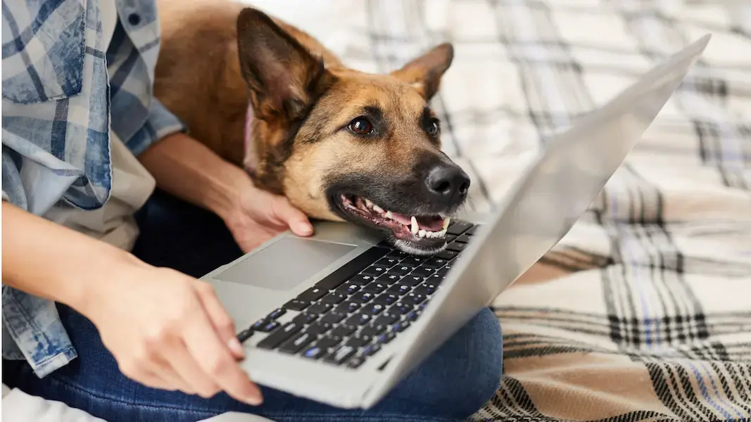 chien et son maître devant un écran