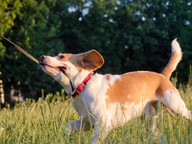 chien qui tire dans un champs