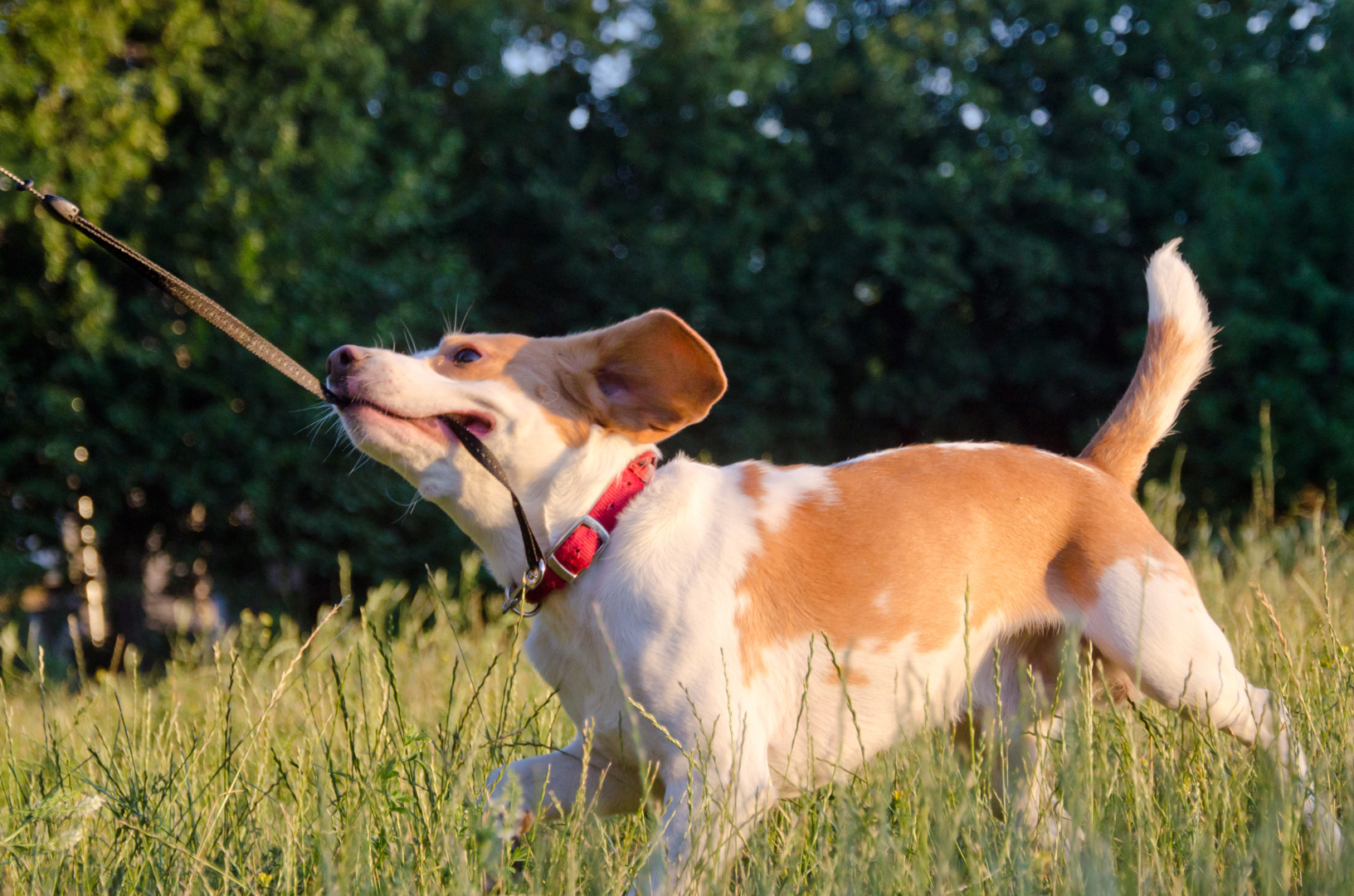 chien qui tire dans un champs