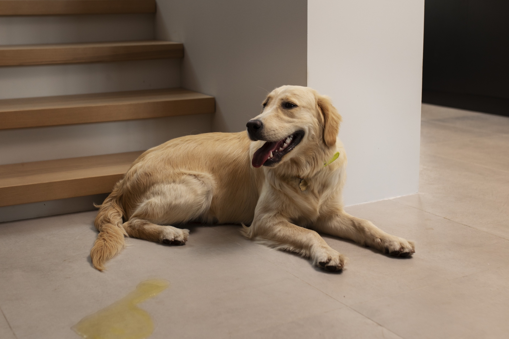 Chien qui a fait pipi dans une maison devant un escalier