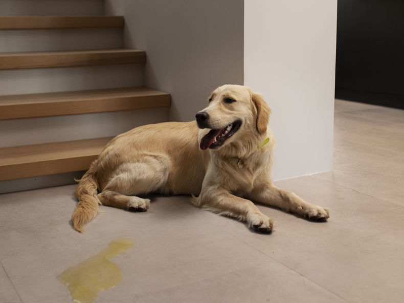 Chien qui a fait pipi dans une maison devant un escalier