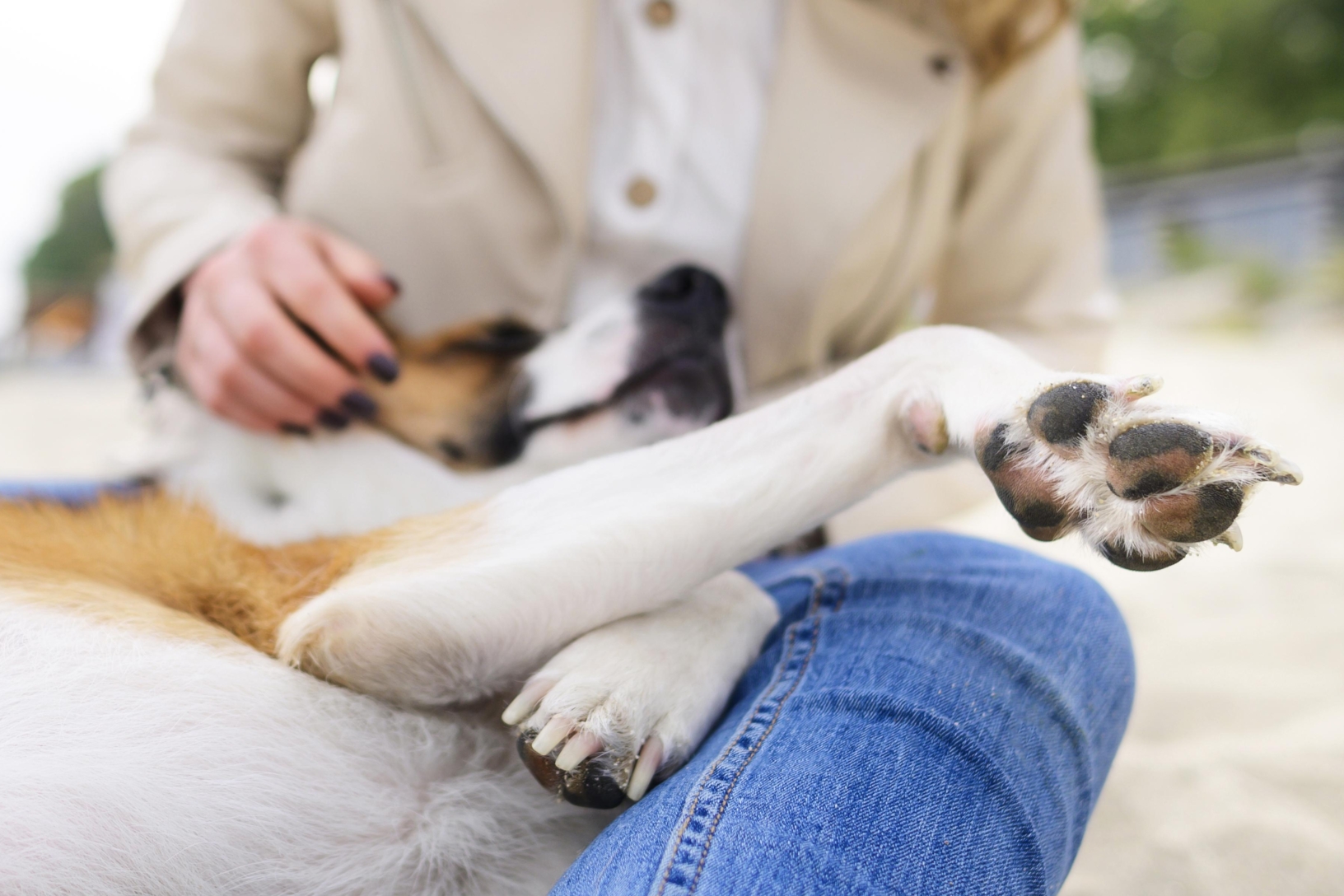 Un chien allongé sur une femme montre sa patte endolories