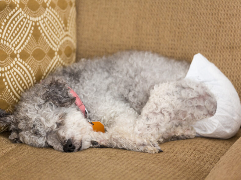 chien allongé sur un canapé avec une couche