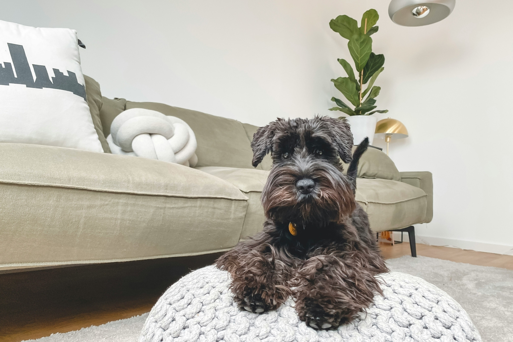 un chien dans un appartement blanc