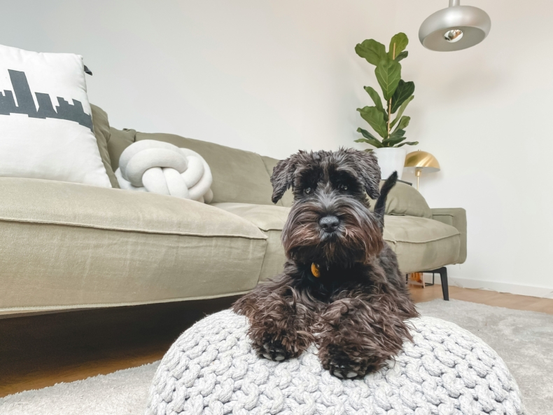 un chien dans un appartement blanc