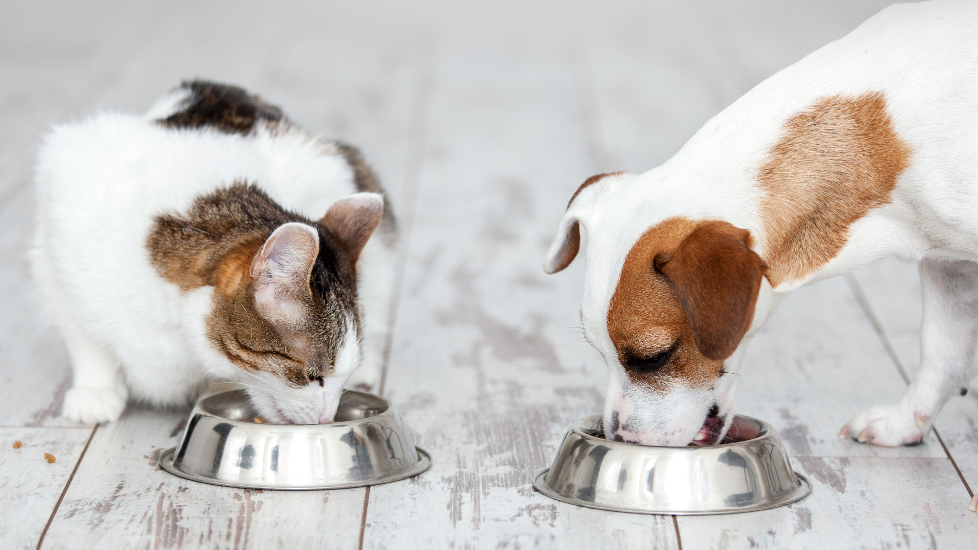 Chat et chien qui mange ensemble