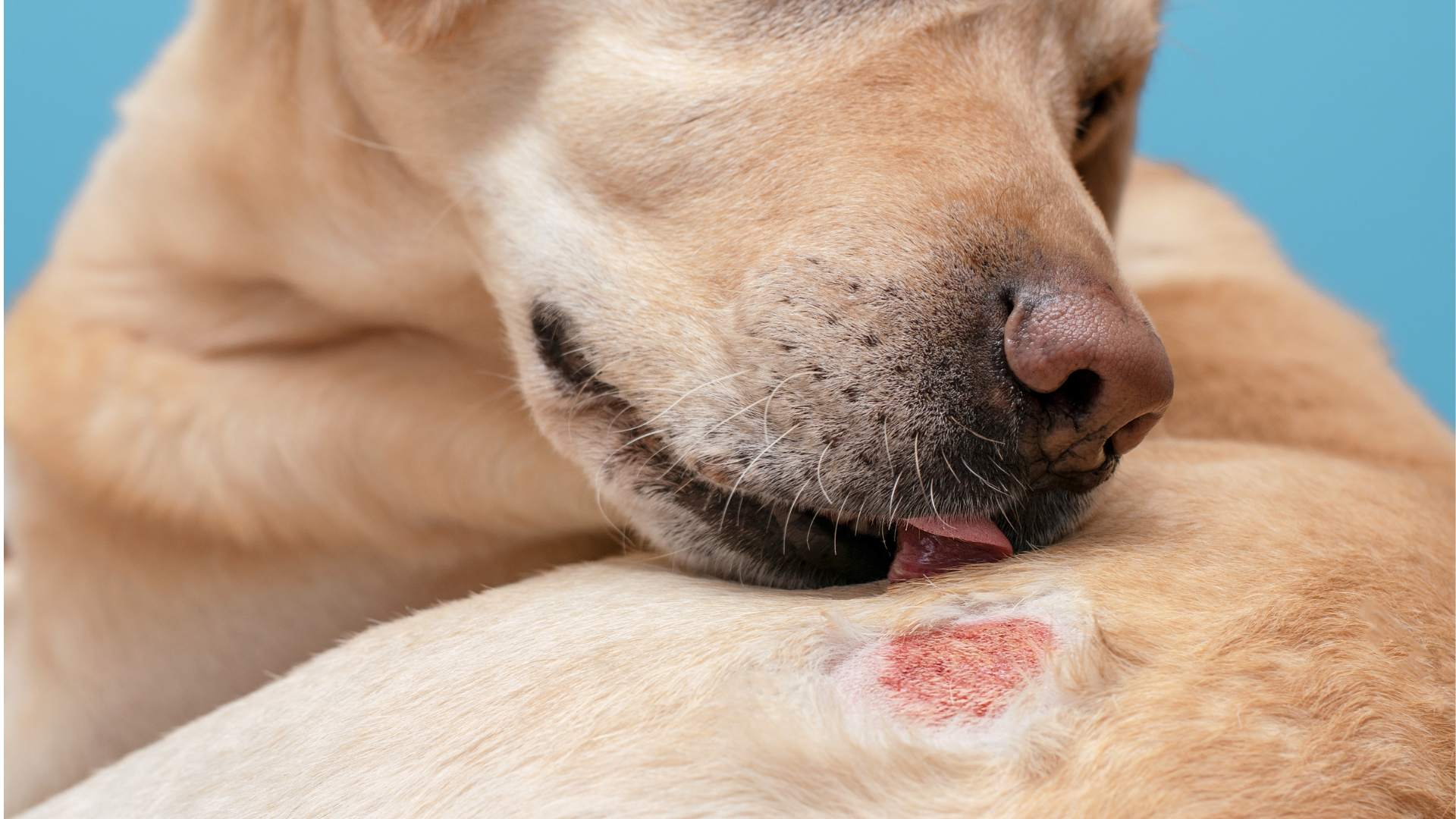 Une plaie sur la peau d'un chien.