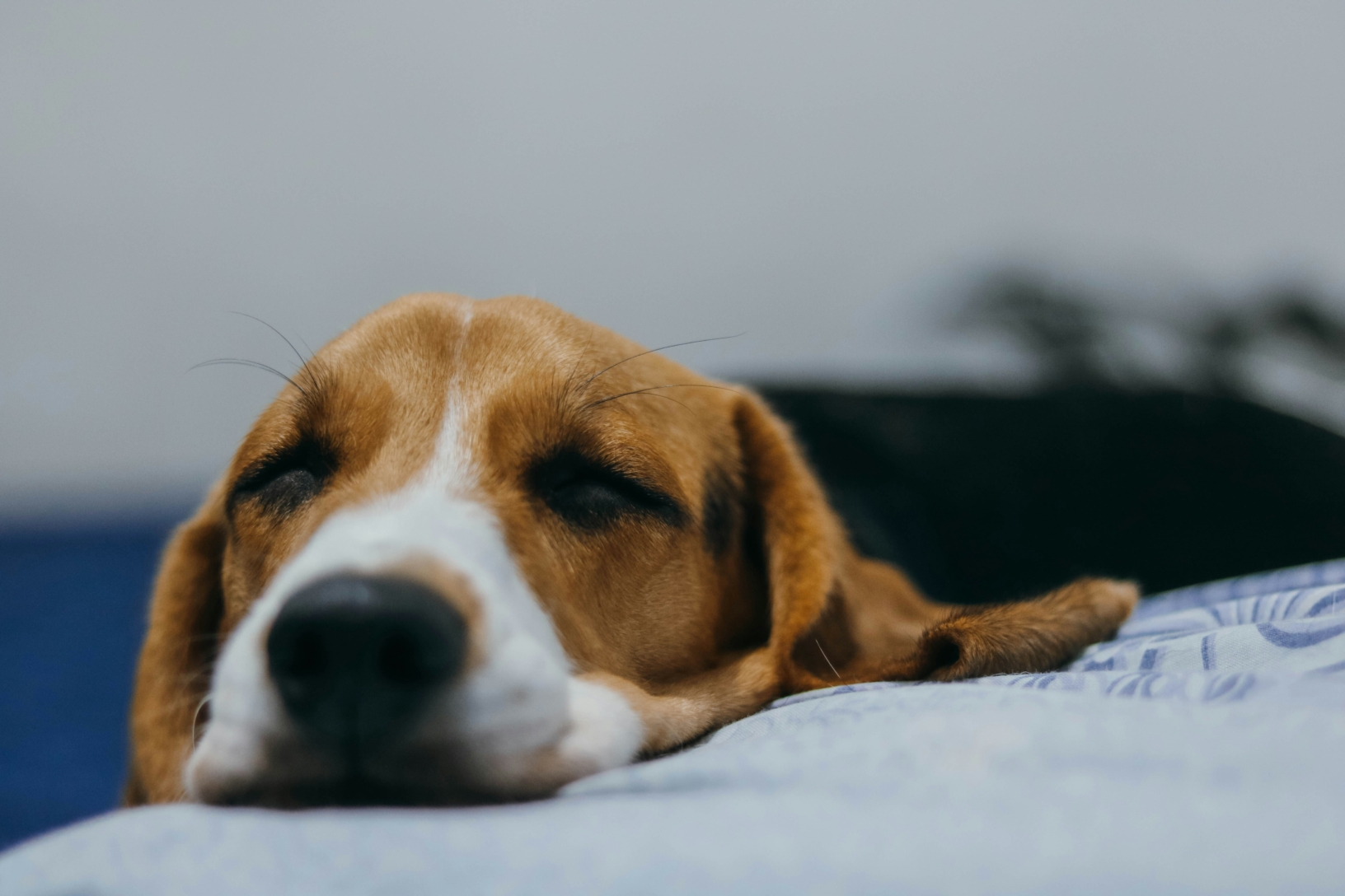 un chien qui dort