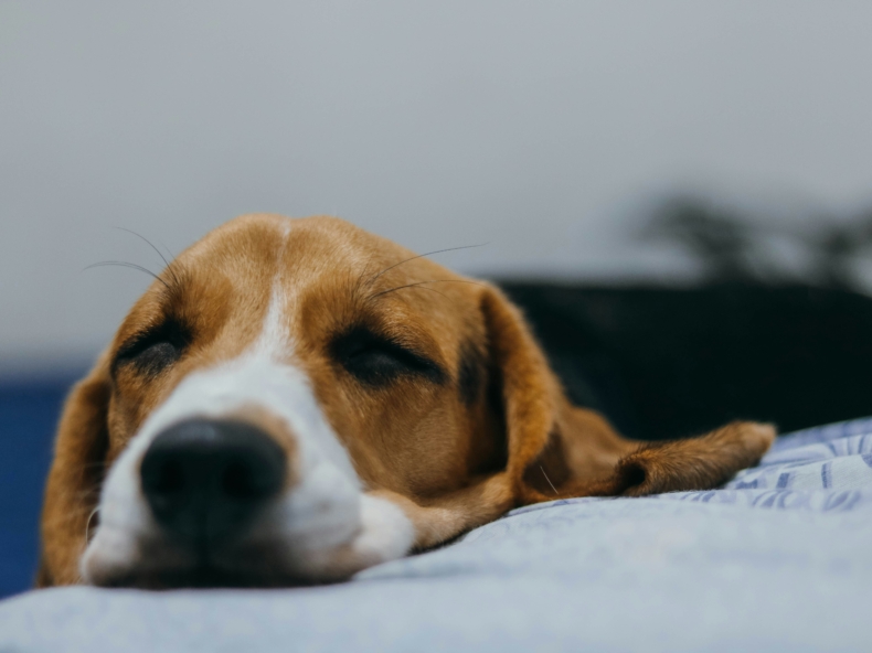 un chien qui dort