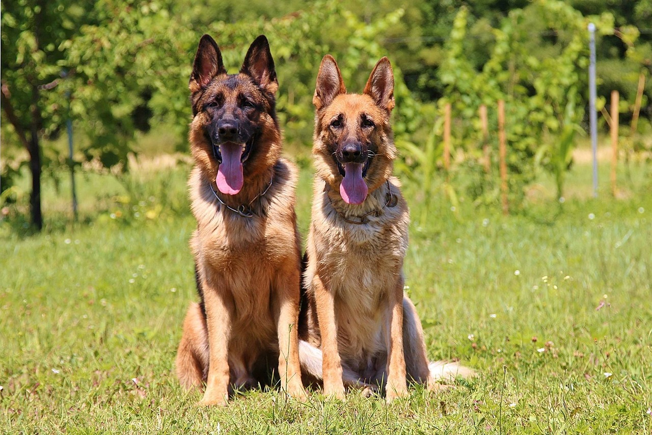 Deux bergers allemands au pelage brun et noir, assis côte à côte dans un champ d'herbe avec des arbres en arrière-plan, la langue pendante sous le soleil