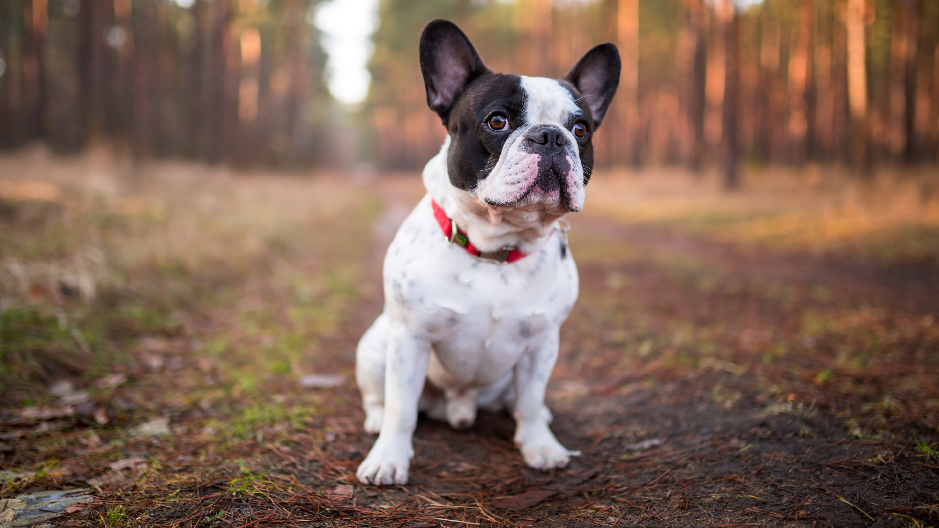 Bouledogue anglais assis dans la forêt