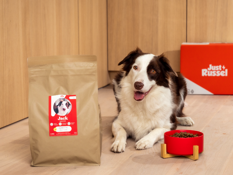 border collie zit bij zijn gezonde hondenvoeding