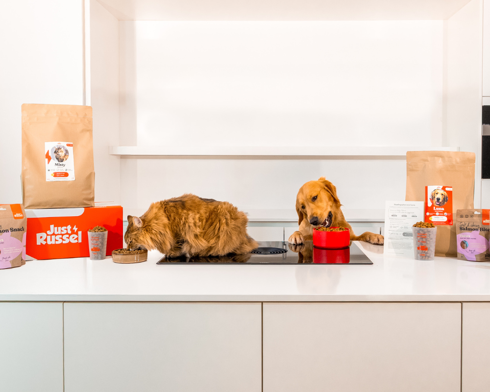 Chien et chat qui mangent leurs croquettes Just Russel