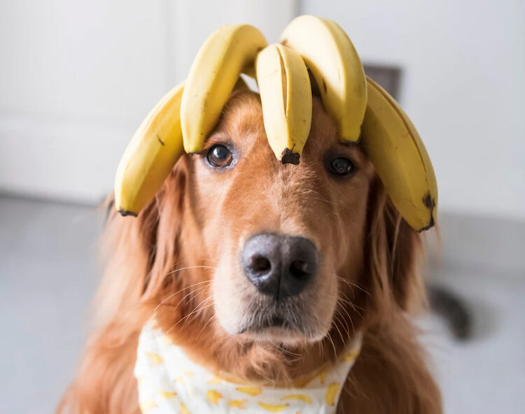 golden retriever avec bananes