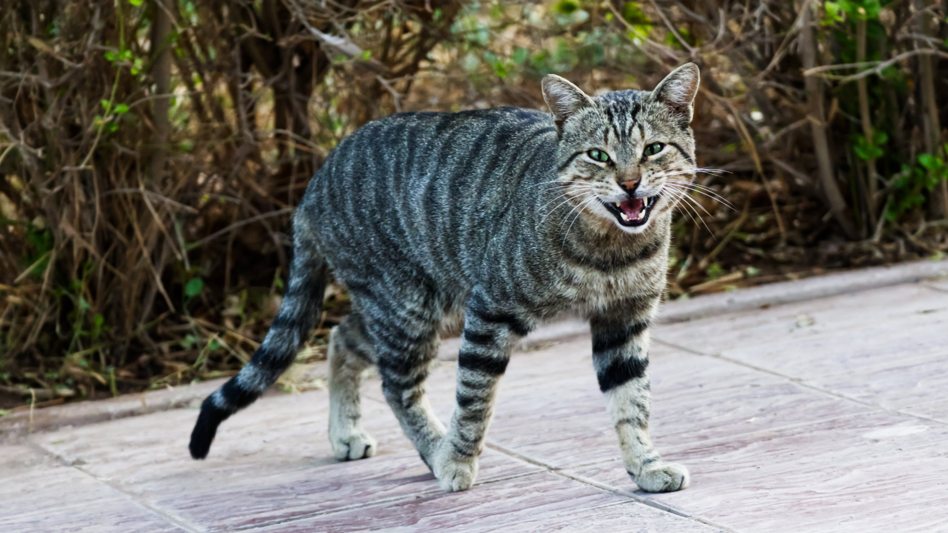 Chat qui miaule