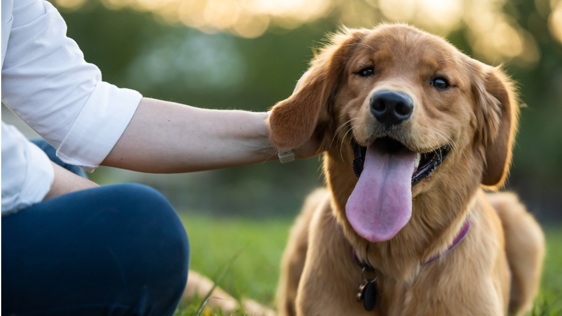 chien heureux qui se fait caresser