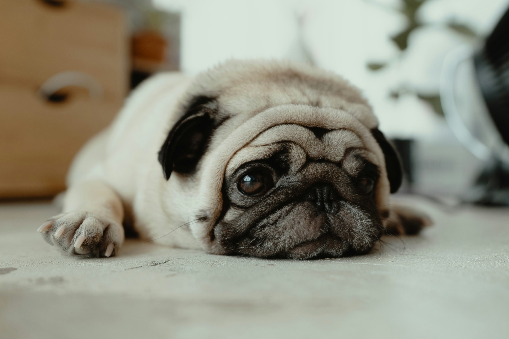 chien allongé sur le sol à l'intérieur