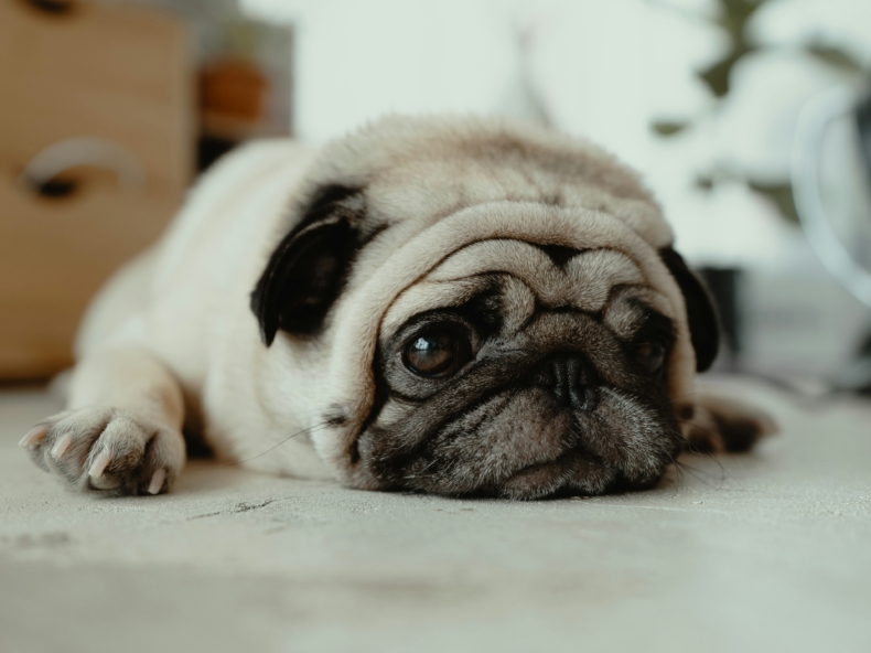 chien allongé sur le sol à l'intérieur