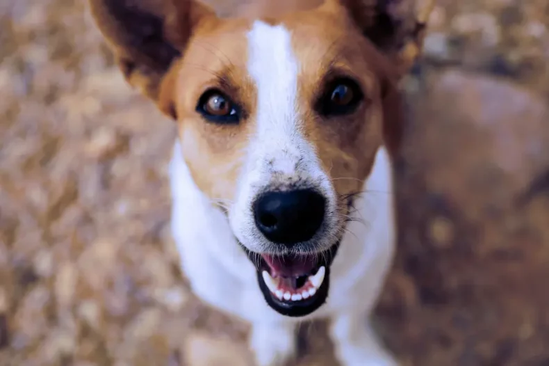 Chien qui montre ses dents à la caméra