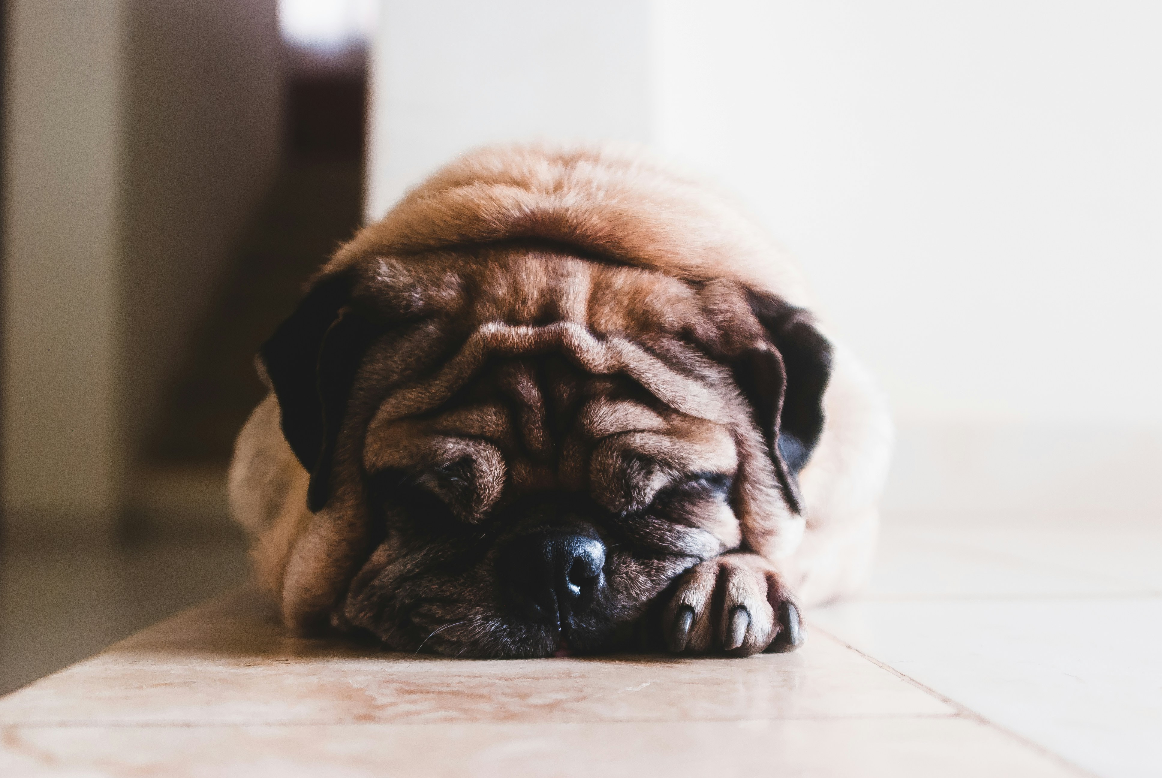Pourquoi mon chien vomit du mucus ? - Just Russel
