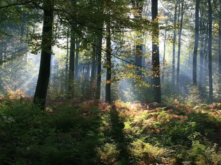 Faire du camping en forêt après une balade avec son chien