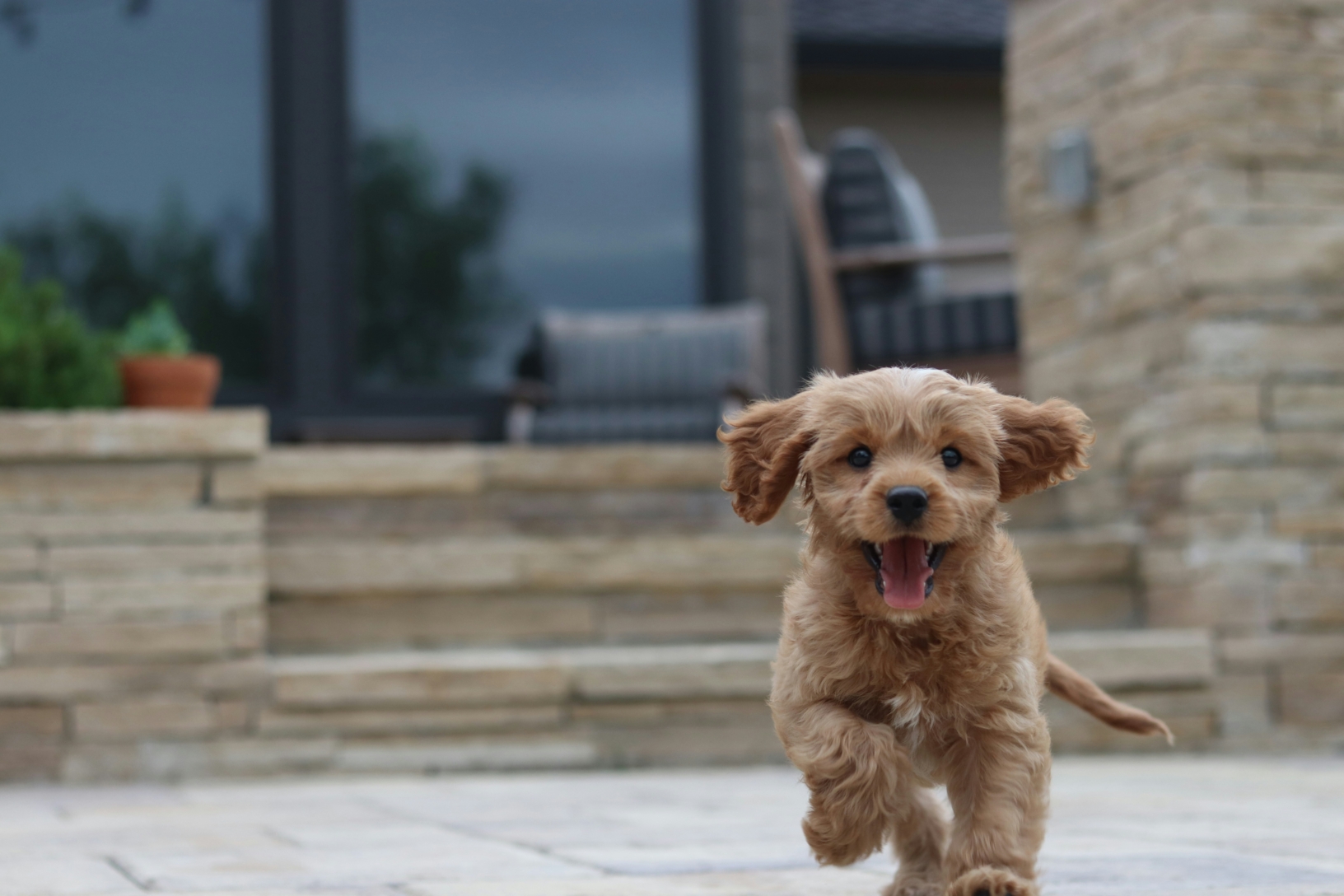 Un chiot heureux qui court dans un jardin